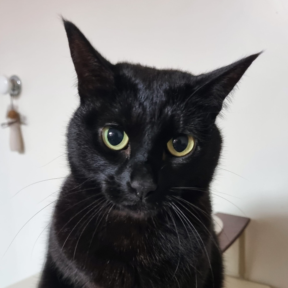 Meet your Posher, Naomi
